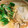 クックCP681N☆'s cooksnap of when they made 簡単☆絶品☆豚のしょうが焼き Ver.2.