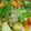 クックBLTENE☆'s cooksnap of when they made 【大量！圧力鍋で作る肉じゃが】.