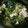 こなざとうさん's cooksnap of when they made ヨネ家の青菜スープ.