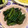 LimeLunch's cooksnap of when they made めんつゆひたひた♬蕨の束～ちゃっぽ～ん.