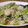 みきんこと神威's cooksnap of when they made ホタテと青梗菜の炒め物.