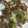 クック9P6O5D☆'s cooksnap of when they made カシラ肉のネギま風.
