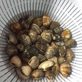 pokkeyuzu's cooksnap of when they made あさりの砂抜き(粗塩編).