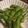 ☆れおママ☆'s cooksnap of when they made とまらない！もんじゃ屋さんのガリバタ枝豆.