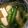 ちゃぎー's cooksnap of when they made 栄養たっぷり小松菜と豆腐のみそ汁.