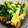 クックBLLXLK☆'s cooksnap of when they made 牛すじとごぼうの味噌生姜炒め.