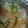 槇4848's cooksnap of when they made 鮭のちらし寿司.