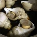 mipoママ's cooksnap of when they made ばい貝の煮付け.