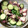 asacobon's cooksnap of when they made たこときゅうりの中華和え.