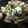 クックACN5T0☆'s cooksnap of when they made 簡単スピードメニュー！あさりの酒蒸し！.