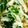 クックOYTSP1☆'s cooksnap of when they made 水菜とえのきの煮びたし.