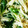 クックOYTSP1☆'s cooksnap of when they made 水菜とえのきの煮びたし.
