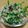 クック7G6GTO☆'s cooksnap of when they made 春菊とツナのもりもりサラダ.