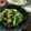 BIGI's cooksnap of when they made 子供大好き♪小松菜のガーリックバター炒め.