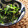 Jaye's cooksnap of when they made 超簡単★ほうれん草×韓国のりのおひたし.