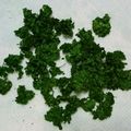 MIZU14's cooksnap of when they made ドライパセリの作り方♪茎はスープ用に冷凍.