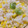 あおいりん's cooksnap of when they made そら豆とコーンの炊き込みご飯.