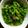 rinnbou's cooksnap of when they made ピーマンのおひたし.
