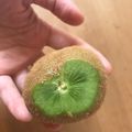 えり8eight's cooksnap of when they made キウイのヘタ.