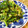 Jaye's cooksnap of when they made ほうれん草の天かす和え.