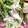 Punie☆'s cooksnap of when they made 豆苗とえのきの炒め物.