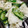 クックXFL002☆'s cooksnap of when they made 簡単✿大根の甘酢漬け.