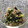 ぽんちょ２ごう's cooksnap of when they made 簡単小松菜とツナの和え物.