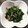 ぱりえってぃ's cooksnap of when they made 鉄分豊富★しらすとほうれん草のごま和え★.