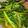 クックEV6M3E☆'s cooksnap of when they made 空芯菜の和風な炒め物.