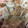 meym1128's cooksnap of when they made 旬！新玉ねぎと鮭の南蛮漬け！.