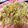 ☆文香☆'s cooksnap of when they made ツナ缶で簡単☆油そうめん.