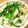 akiko6728's cooksnap of when they made かぶ＆アスパラ アンチョビソース炒め.