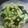 なおつん0802's cooksnap of when they made ごまたっぷり！キャベツと海藻の中華サラダ.