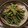 ayuka121's cooksnap of when they made 簡単☆インゲンのゴマみそ和え.