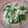 みにまめ's cooksnap of when they made 中華風　◆　水菜のおひたし.