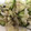 ma___111's cooksnap of when they made 大根とキャベツの和え物.