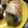 やーしー's cooksnap of when they made 鶏ささみの大葉チーズ巻き.