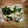 クックR7N7C3☆'s cooksnap of when they made エノキのさっぱり和え.