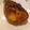 クック20MN43☆'s cooksnap of when they made ぶりの味噌生姜焼き♪.
