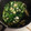 クックZ8J4H4☆'s cooksnap of when they made ごま油が香る☆小松菜と油揚げの煮浸し.