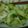 クックPY6N3T☆'s cooksnap of when they made 簡単もう一品♪無限に食べれる蒸しキャベツ.