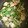 楽しく料理♪'s cooksnap of when they made 鶏もも肉の煮物♪筑前煮風.
