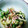 プロイセンのうさぎ's cooksnap of when they made なすとみょうがと大葉の甘酢漬け.