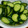 クックMPMX3G☆'s cooksnap of when they made 簡単きゅうりの浅漬け.