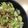 たすやん's cooksnap of when they made 春キャベツたっぷり沖縄ライス.