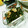 雲雀ころね's cooksnap of when they made ニンニクの芽と鶏とエリンギの炒め物.