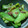 NICO28S's cooksnap of when they made 簡単！やさしい味のピーマンのくたくた煮.