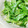 max4995's cooksnap of when they made 水菜の和風サラダ.
