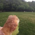 くいしんぼ❥'s cooksnap of when they made 本格チャバッタ　Ciabatta.