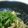 ♡ゆみうきと♡'s cooksnap of when they made 常備菜にも♡ささみのゴマだれ和え.